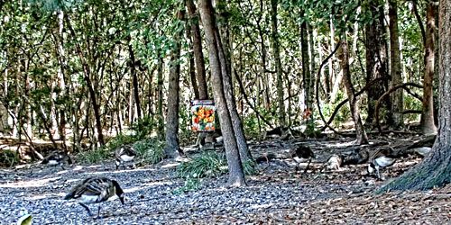 Animaux sauvages dans la forêt -  Webсam , Caroline du Sud Charleston