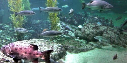 Large marine aquarium - Live Webcam, Monterey (CA)
