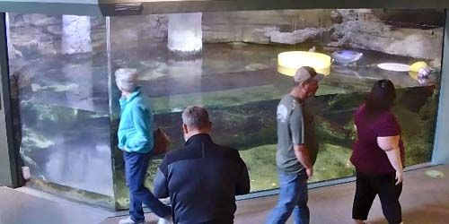 Loutres de rivière nord-américaines dans l'aquarium -  Webсam , l'Iowa Dubuque