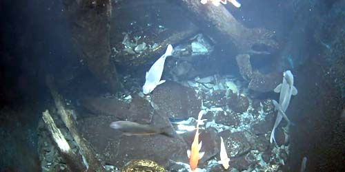 Aquariums in a research center - live webcam, Vermont Burlington