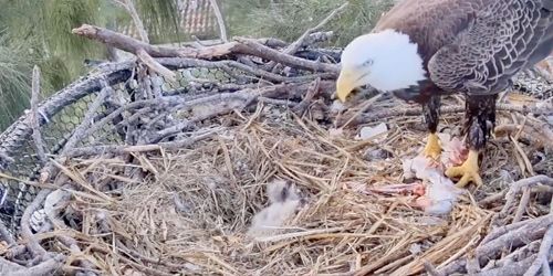 Black Eagle nest in Dade County - live webcam, Florida Miami