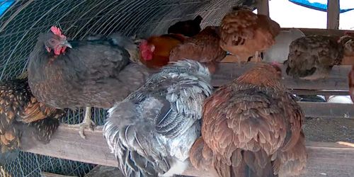 Farm chicken coop - live webcam, Texas Dallas