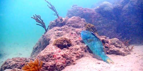 Coral en el fondo del mar -  Webcam , Florida Miami