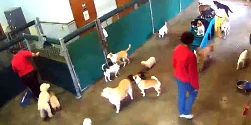 Hotel for dogs - Live Webcam, Greensboro (NC)