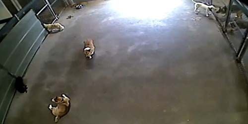 Hotel for dogs in Anaheim - live webcam, California Los Angeles