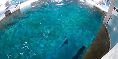 Dolphins in Marine Aquarium - live webcam, Florida Clearwater