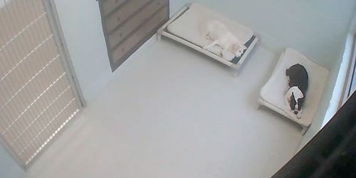 Double room for dogs at the hotel for animals - live webcam, Tennessee Knoxville