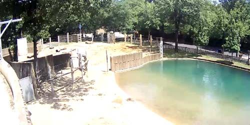 Elephants in the zoo - live webcam, Tennessee Memphis