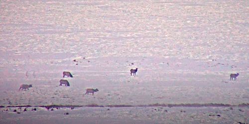 National Elk Wildlife Sanctuary - live webcam, Wyoming Jackson
