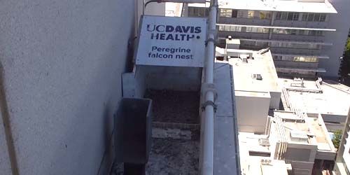 Falcon nest - Live Webcam, Sacramento (CA)