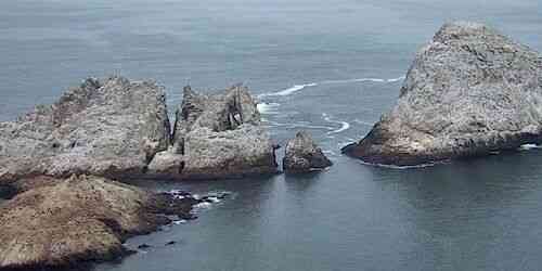 Farallon Islands webcam - San Francisco