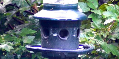 Bird feeders - live webcam, New York Poughkeepsie