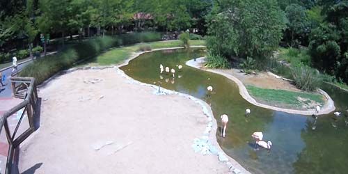 Flamingos in the zoo - live webcam, Tennessee Memphis