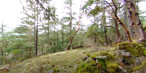 Caméra panoramique 360 ​​dans la forêt -  Webсam , Colombie britannique Vancouver