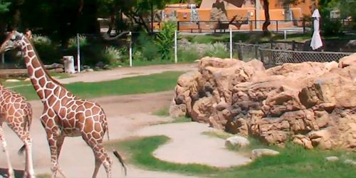 Girafes dans le parc Reid -  Webсam , l'Arizona Tucson
