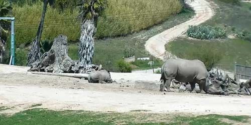 Jirafas y rinocerontes en el zoológico. -  Webcam , California San Diego