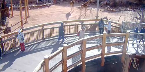 Girafes au zoo de Cheyenne Mountain -  Webсam , Colorado Colorado Springs