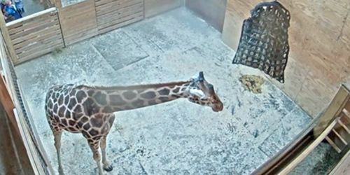 Giraffes at Animal Adventure Park - Live Webcam, Binghamton (NY)