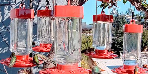 Hummingbird drinkers in Studio City - Live Webcam, Los Angeles (CA)