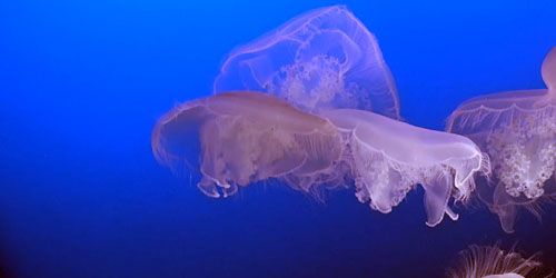Méduse dans l'aquarium -  Webсam , California Monterey