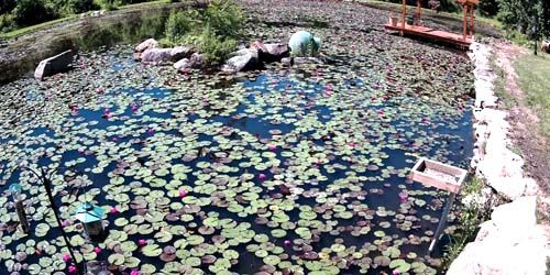 Lily pond in the Hudson Valley - live webcam, New York Hudson