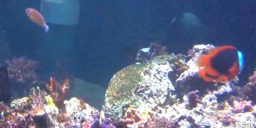 Aquarium national webcam - Baltimore