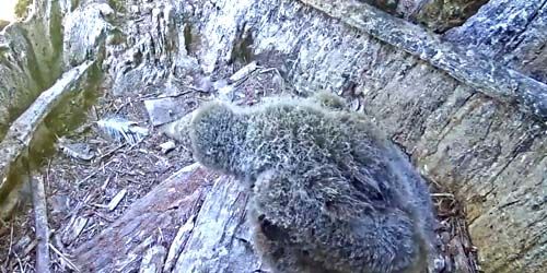 Condors Nest - live webcam, California Monterey