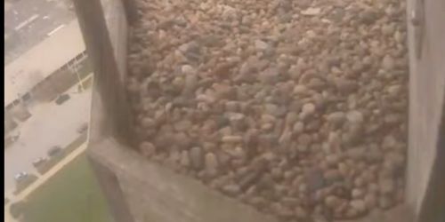 falcon's nest - live webcam, Nebraska Lincoln