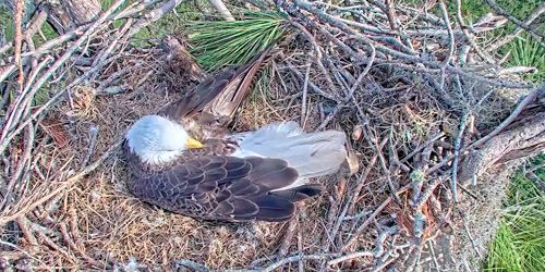 Black Eagle nest - live webcam, Florida Naples