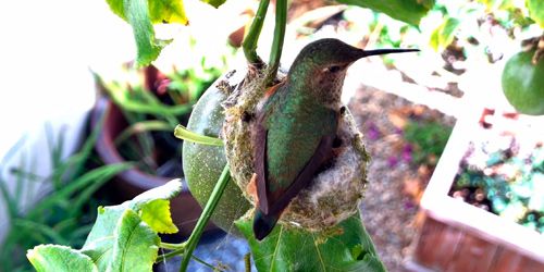 Nido de colibrí con pollitos -  Webcam , California Los Ángeles