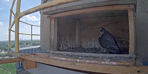 Falcon's nest, panorama from above - live webcam, Nebraska Omaha
