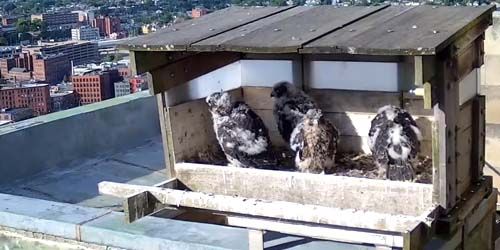 Peregrine Falcon nest - live webcam, Rhode Island Providence