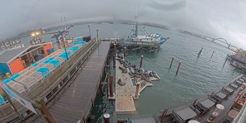 Muelles de leones marinos de Newport webcam - Salem