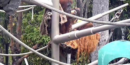 Orangutanes en el zoológico -  Webcam , California San Diego