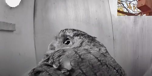 Owl nest in the suburbs of Plano - Live Webcam, Dallas (TX)
