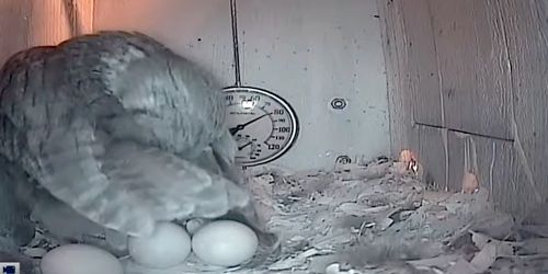 Owl nest at Big Oaks National Wildlife Refuge - live webcam, Indiana Indianapolis