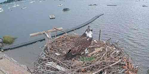 Oyster Bay - Osprey Nest webcam - New York