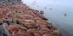 Plage de morses du Pacifique - Île Ronde webcam - Anchorage