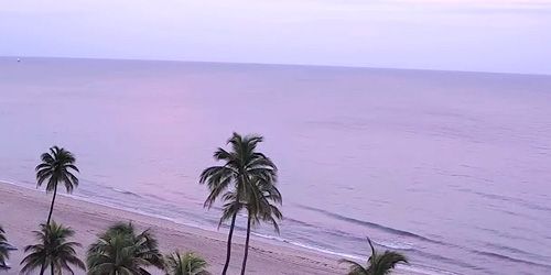 Sandy beach with palm trees - live webcam, Florida Fort Lauderdale
