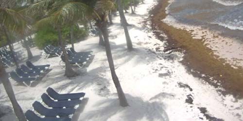 Chaises longues parmi les palmiers sur la plage de Kantenah -  Webсam , Quintana Roo Playa del Carmen