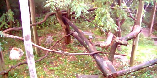 Red Pandas in Trevor Zoo - live webcam, New York Poughkeepsie