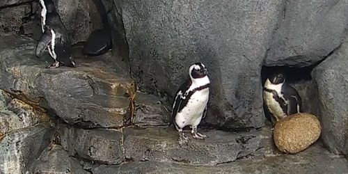 African penguins in the aquarium - Live Webcam, Monterey (CA)