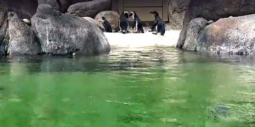 Penguins at the zoo - live webcam, California San Diego