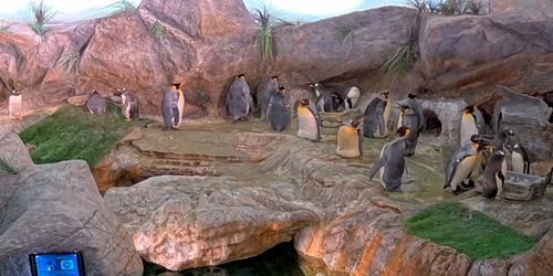 Penguins at the Zoo webcam - Saint-Louis