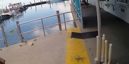 Pier with boats - Live Webcam, Marathon (FL)