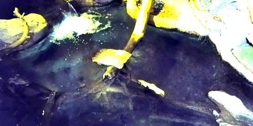 Platypus at the zoo - live webcam, California San Diego