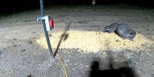 Raccoons and other rodents at the feeder in forest - Live Webcam, Dallas (TX)