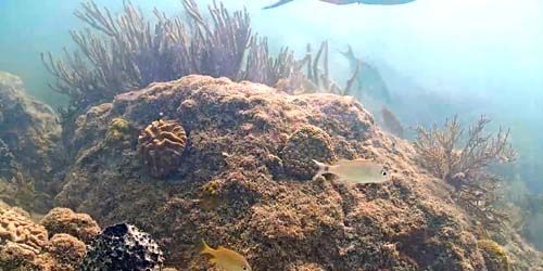 Arrecife de coral en el fondo del mar -  Webcam , Florida Miami