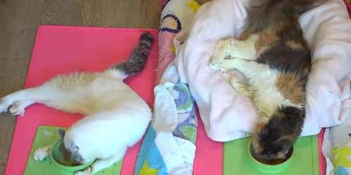 Cat Shelter, Homeless Kitten Rescue - Live Webcam, California Los Angeles