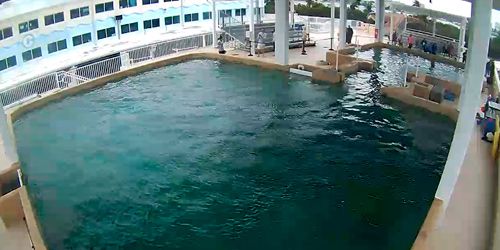 Rescue Deck at Marine Aquarium - live webcam, Florida Clearwater